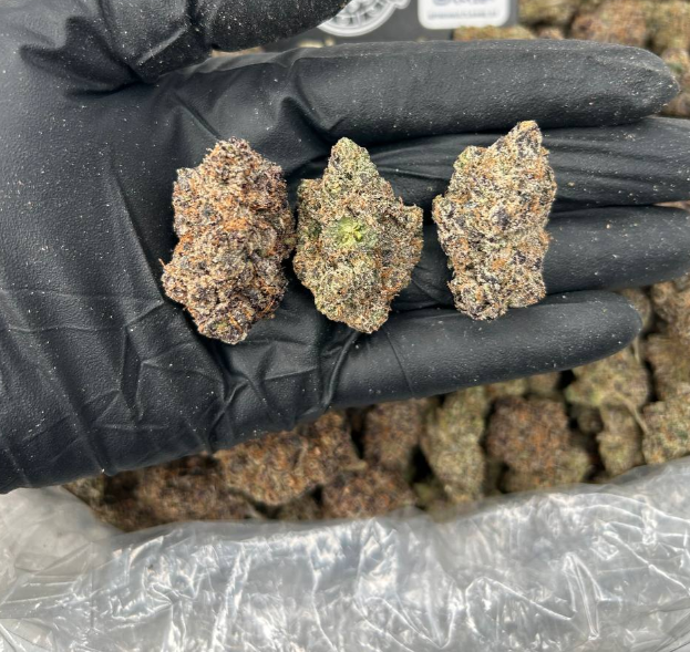 GELATO MELTZ