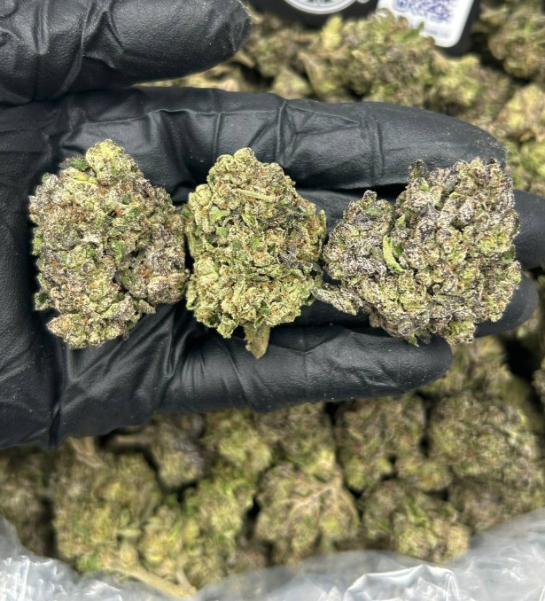 MOTION GELATO